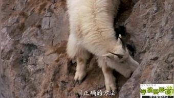 山羊打架视频播放,一场热血沸腾的角斗盛宴