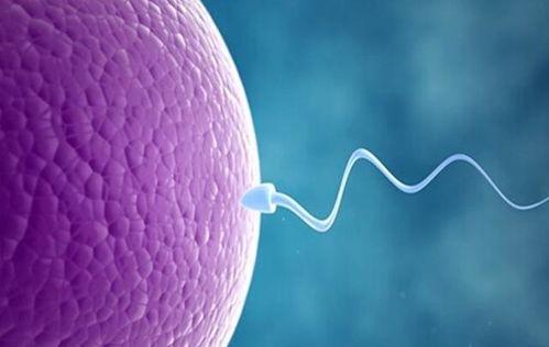 孕育生命的过程视频,从受精到诞生的奇妙历程