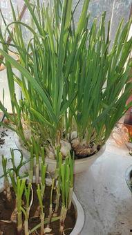 蒜苔种植技术视频