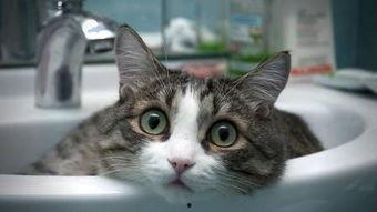 猫咪视频网页版,萌宠瞬间,欢乐无限