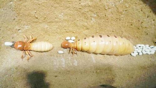 蚂蚁蚁后视频,揭秘蜂巢中的神秘女王