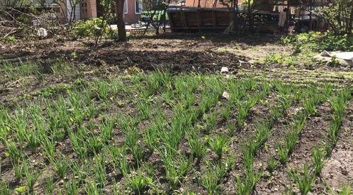 菜园子视频,揭秘绿色生活，共享田园乐趣