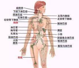 通淋巴视频,通淋巴视频深度解析
