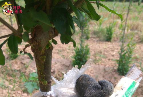 石榴嫁接技术视频