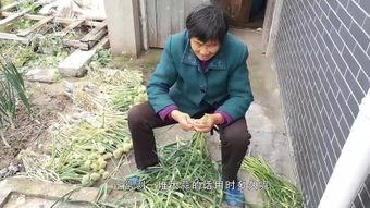老头干老太视频,温馨互动，共享夕阳时光