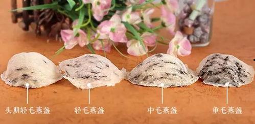 燕窝功效视频,美容养颜,强身健体